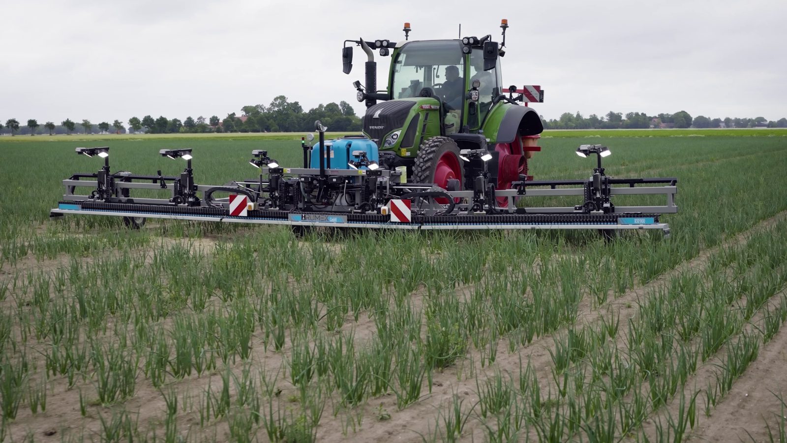 RUMEX RXF900 dans un champ d'oignons