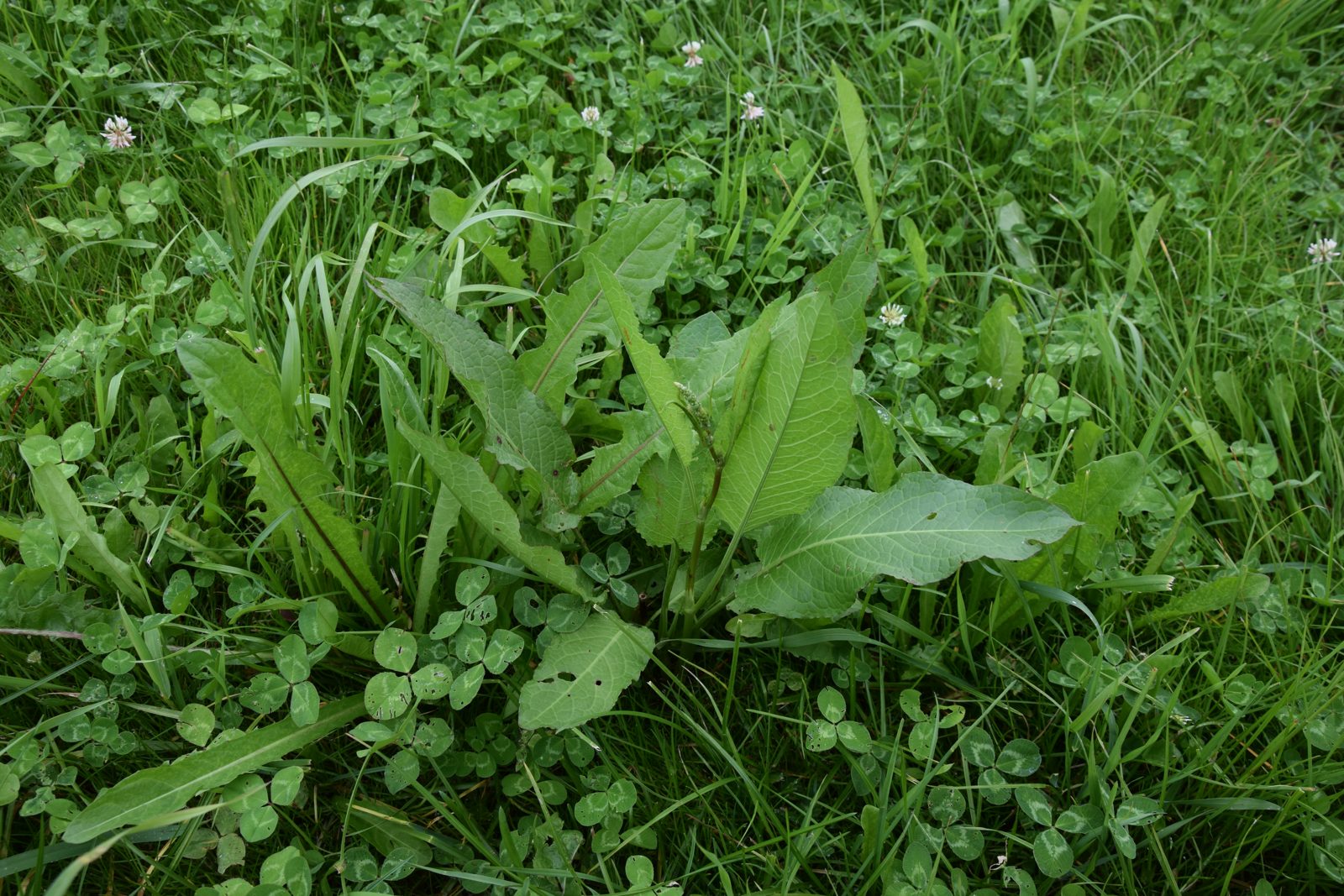Rumex (patience) dans une prairie