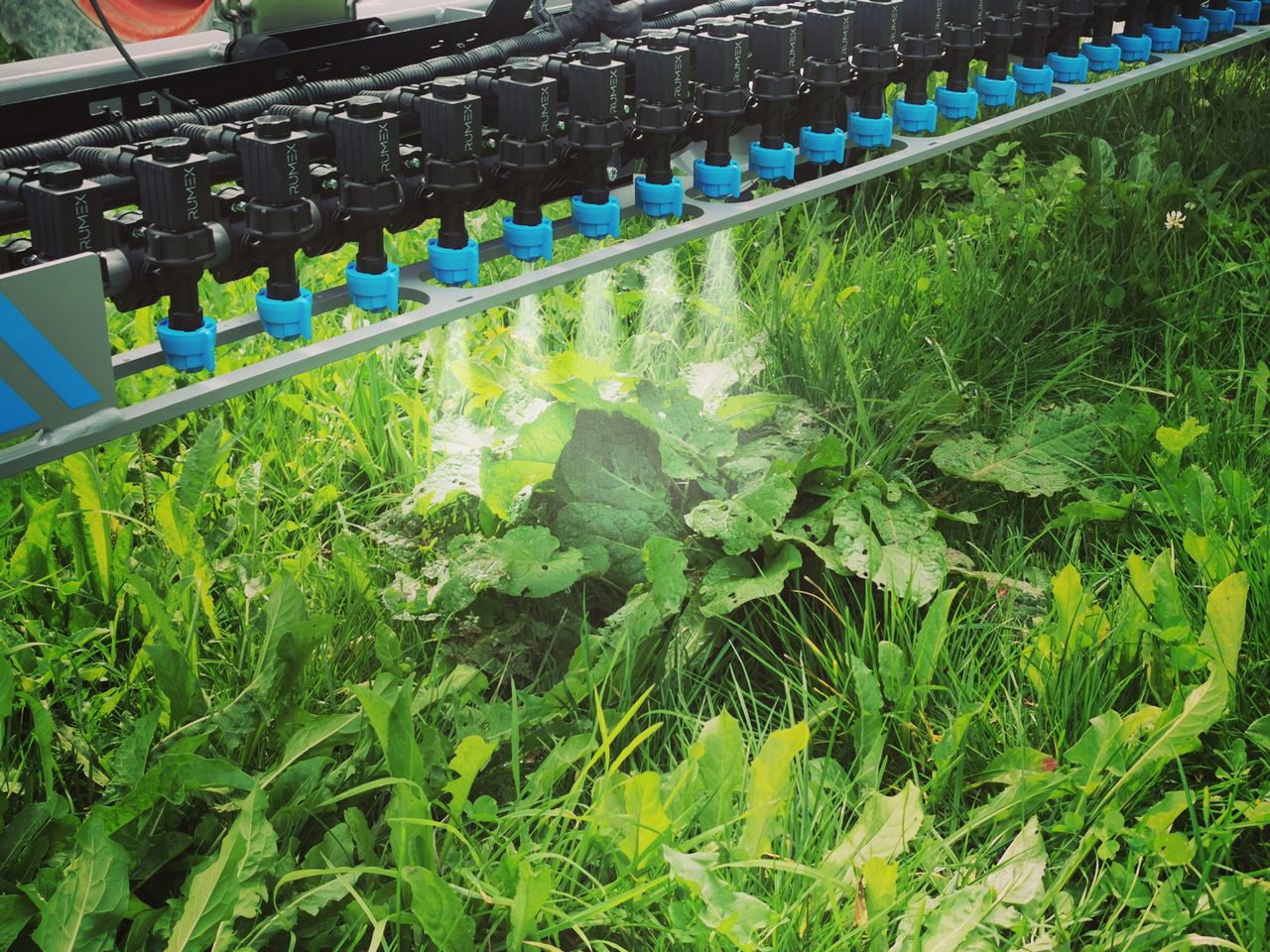 Les buses RUMEX traitent un rumex au ras de l'herbe